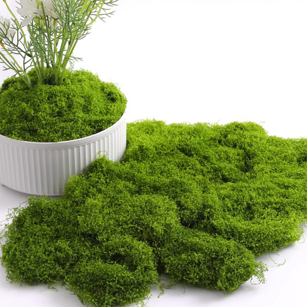 Bonsai Garden Ideas - 100/200/500g Eternal Life Moss DIY Crafts