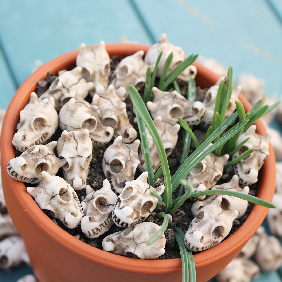 20pcs Dragon Head Skull Bonsai - Bonsai Garden World ulasan dan harga