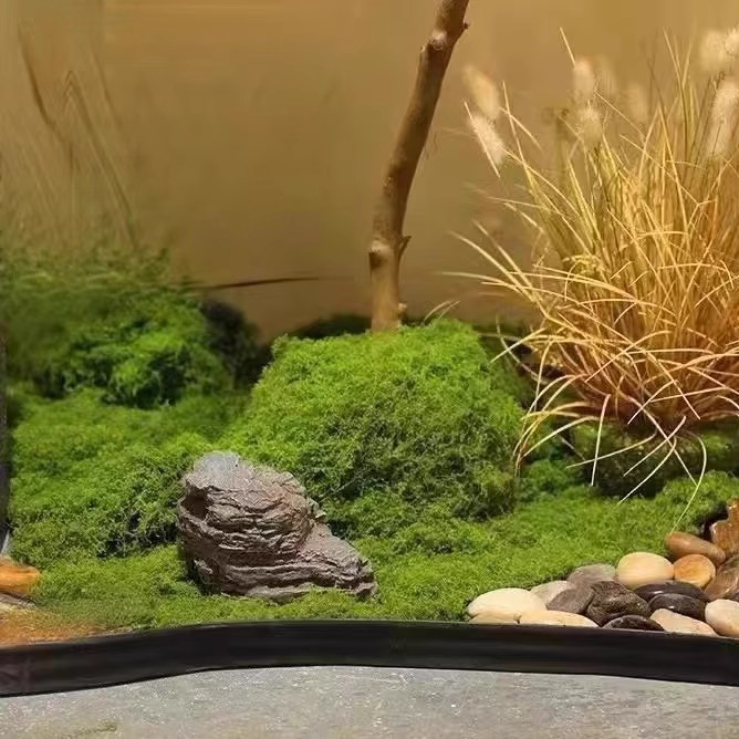 200g Eternal Life Moss DIY Cra - Bonsai Garden Ideas ulasan dan harga