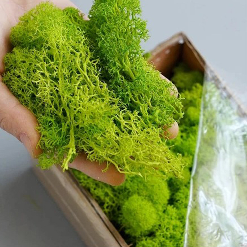 100/200/500g Eternal Life Moss - Bonsai Garden Ideas ulasan dan harga