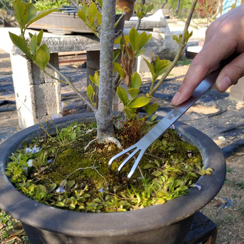 Hot Sale Stainless Steel Root  - Bonsai Garden For Sale ulasan dan harga
